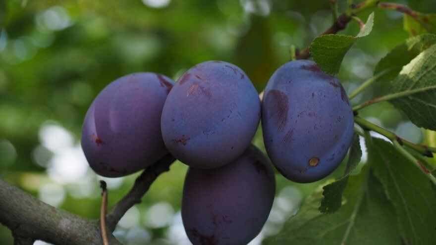 OPG Pataki: I s malim površinama pod eko proizvodnjom se može uspjeti, ključ je upornost