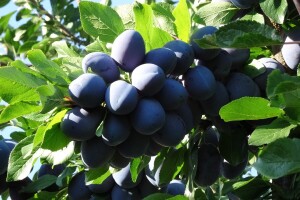 Podigli dva hektara zasada šljiva - zarada je u suvim šljivama?