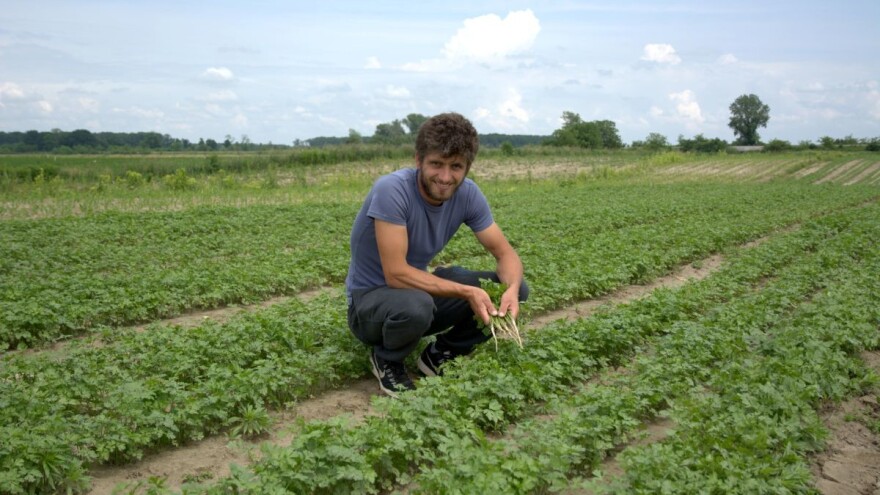 B-mox sjeme peršina - siguran start i uspješan završetak proizvodnje