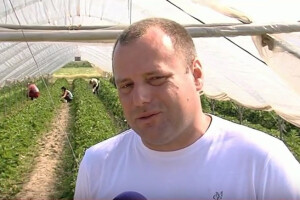 Jagode proizvođačima donose prvi novac u sezoni