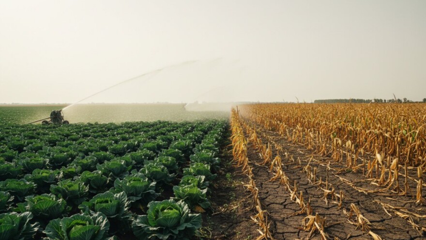 Pobijedio sušu jer je ulagao u navodnjavanje