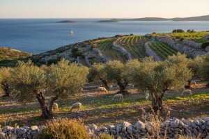 Pobjednici natjecanja "birajmo najbolji vinograd i maslinik"