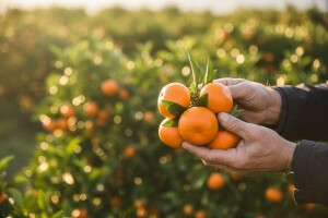 Počela berba neretvanskih mandarina