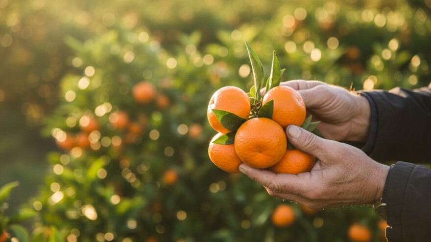 Počela berba neretvanskih mandarina