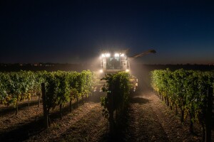 Počela berba "šardonea"