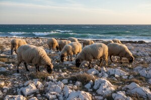 Počela sezona janjetine