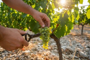 Počela zelena berba!