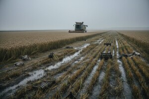 Počela žetva pšenice, urod neizvjestan
