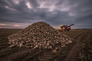 Počelo gorko vađenje šećerne repe
