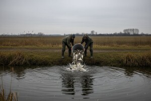 Počelo poribljavanje u Vojvodini