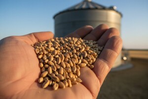 Počelo trgovanje pšenicom novog roda