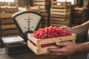 Počeo otkup voća, šta je sa cenama?
