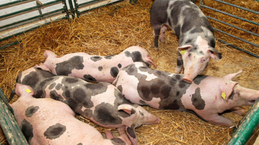 Bošković: uskoro početak investicije Tenisa