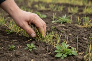 Početak ožujka idealan za prihranu usjeva