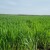 Vreme zaštite pšenice od fuzarioze - kako?