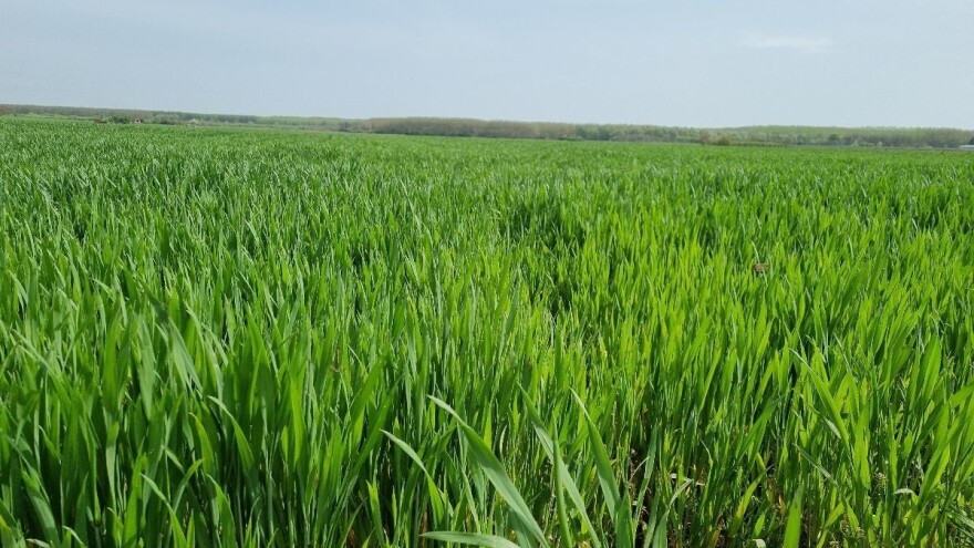 Vreme zaštite pšenice od fuzarioze - kako?