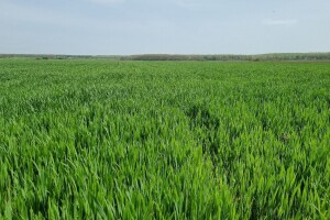 Stanje ozimina: Oborine i porast temperatura pogodovat će razvoju uzročnika bolesti
