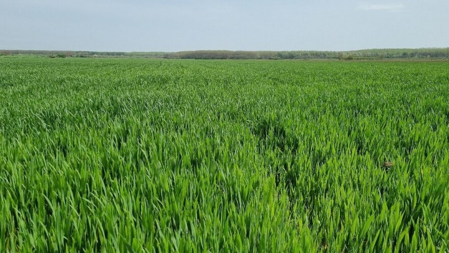 Stanje ozimina: Oborine i porast temperatura pogodovat će razvoju uzročnika bolesti