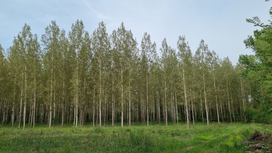 Šumarske institucije: Godinama se svaka sječa šuma zlonamjerno proglašava devastacijom