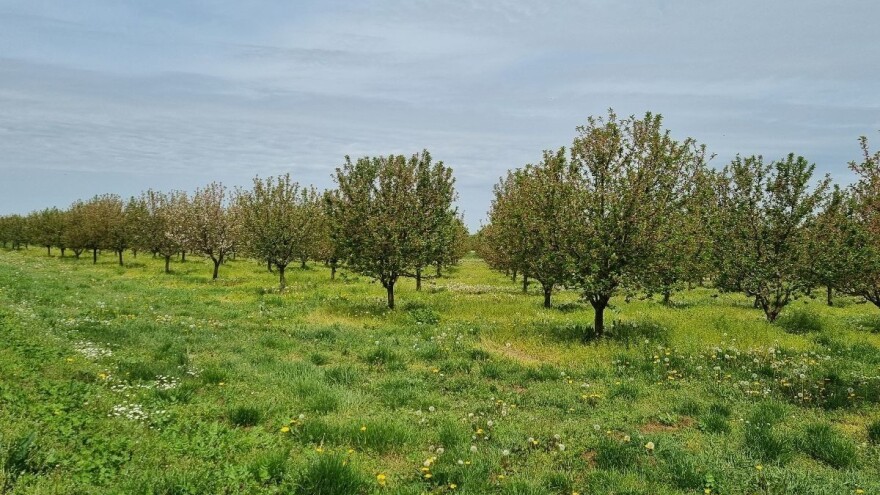 Produljen rok za podnošenje Jedinstvenog zahtjeva za izravne potpore i IAKS mjere