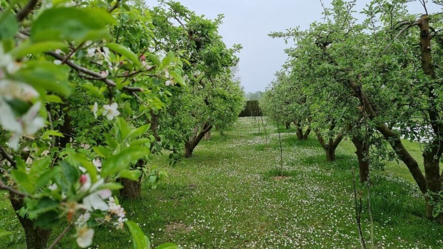 Za vikend pljuskovi - toplo vreme "probudilo" štetočine
