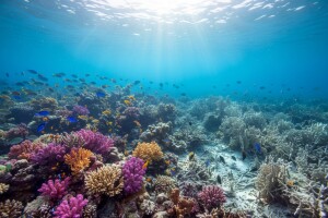 Počinje naučni skup o očuvanju koralnih grebena