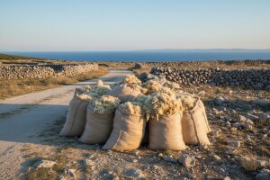 Počinje otkup 800 tona paške vune