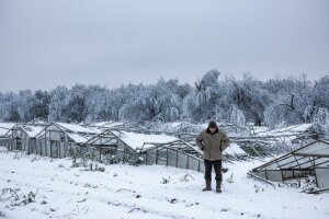 Pod snijegom popadalo 150 plastenika!