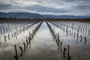 Pod vodom milijun trsova loze, voćke i poljske ceste