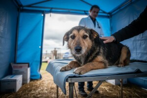 Podaci o psima zbrinutim s poplavljenih područja