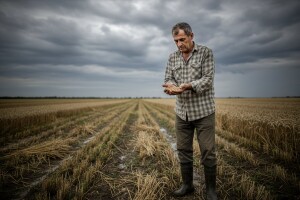 Podbacila pšenica, ječam i uljana repica