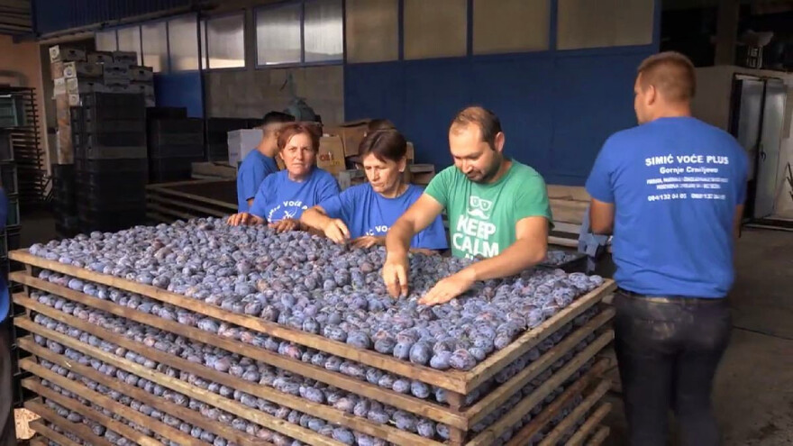 Kako se pravilno suši šljiva?