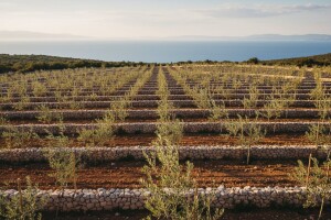 Podići još maslinika do 2012