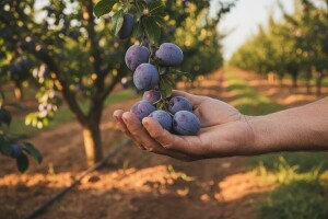 Podići prinose kajsije, šljive, trešnje
