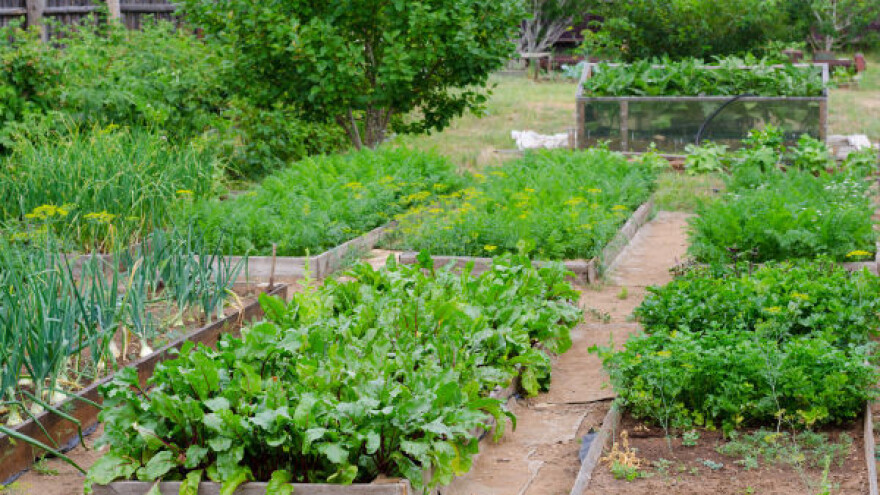 Kako napraviti gredicu bez kopanja?