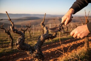 Podignuto 520 hektara vinograda