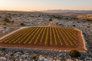 Podizanje trajnih nasada uz europske potpore