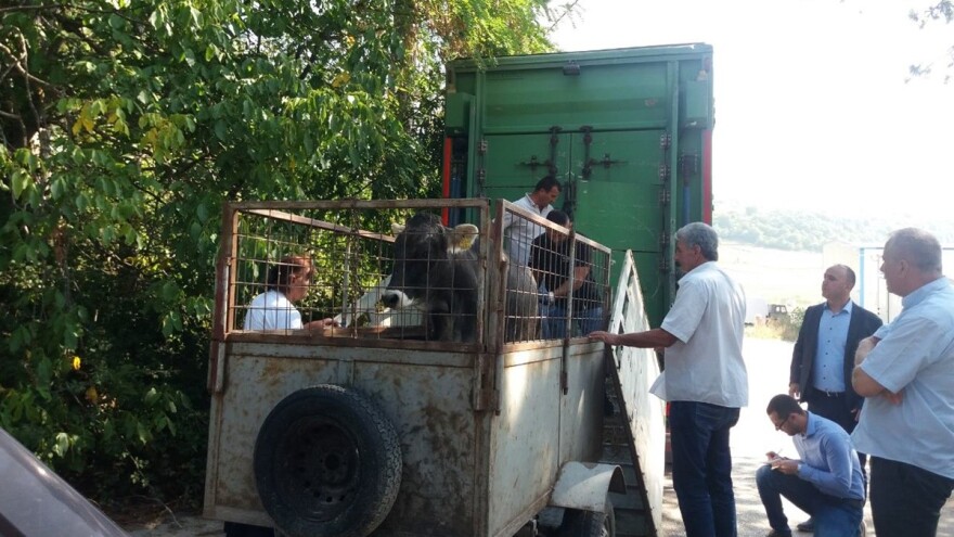 Podijeljenje steone junice, uskoro još jedan sličan projekat