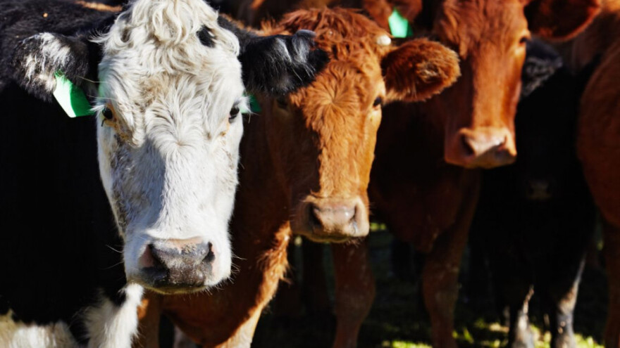 Stočarima iz Rogatice 30 steonih junica