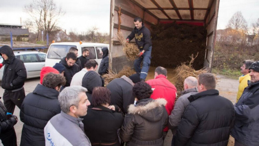 Podjela sadnica malina u Prijedoru