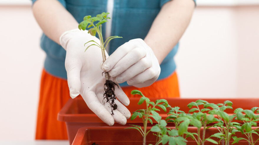 Besplatno će dijeliti rasad biljaka u Banja Luci