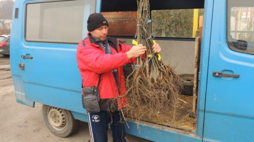 U Tuzli podijeljene sadnice oraha i šljive