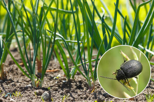 Lukov listojed - mala larva, velika štetočina