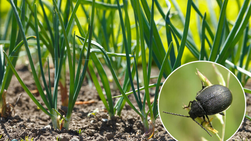 Lukov listojed - mala larva, velika štetočina