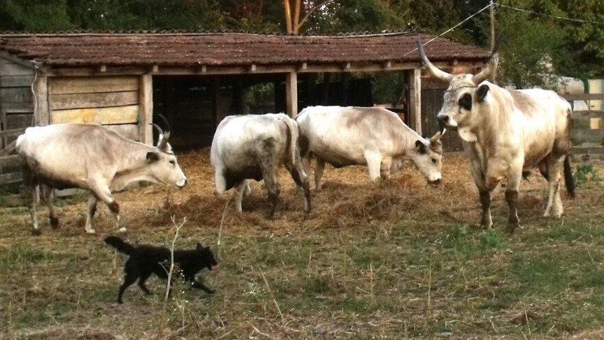 Ugrožena populacija Slavonsko-srijemskog podolca, trenutno imamo svega 200 krava