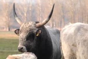 Priča o podolcu