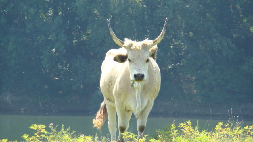 Kritično ugrožena pasmina: U Hrvatskoj tek 201 krava slavonsko-srijemskog podolca