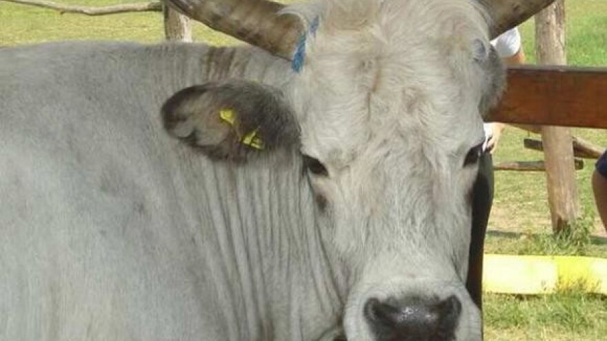 Podolsko govedo i na tanjuru