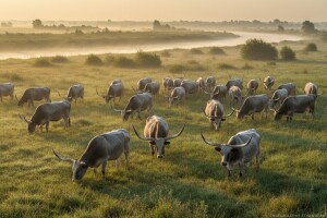 Podolsko govedo i na tanjuru