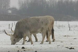 Kako očuvati autohtone pasmine?